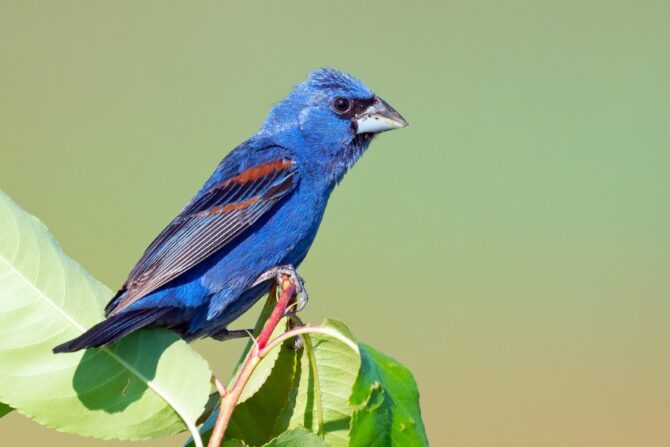 A blue grosbeak perched on a leaf.