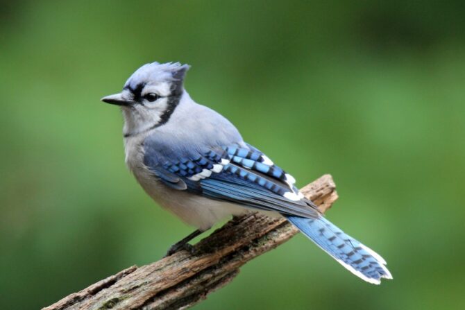 A blue jay standing on a tree branch.