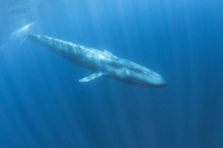 How Big Are the Blue Whale’s Veins? (Size & Facts)