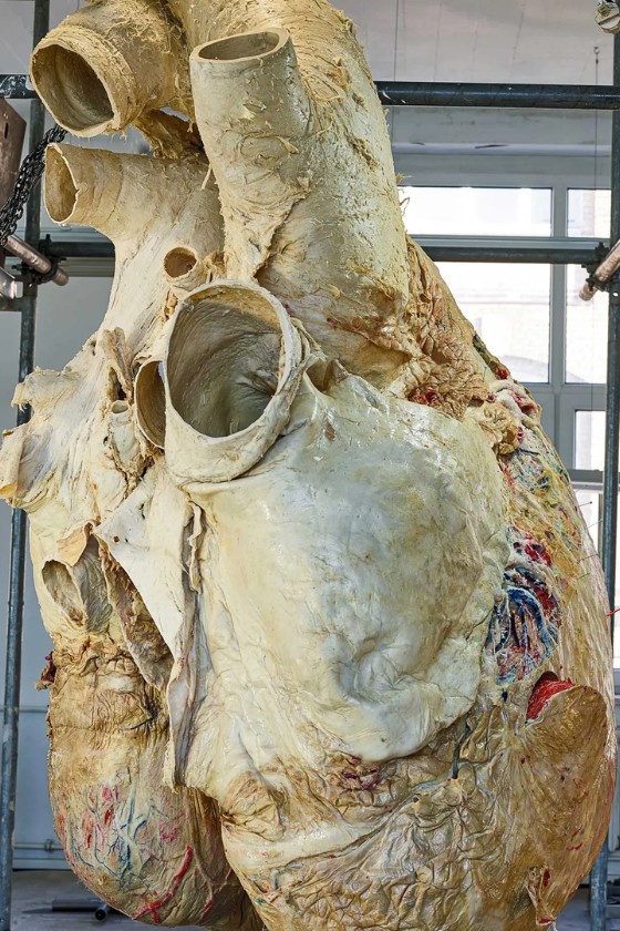 The blue whale's heart dissected by Jacqueline Miller and her team of scientists.