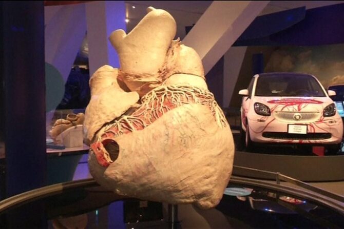A blue whales heart in comparison to a car
