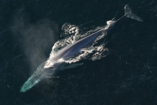 A blue whale breaching the surface of an ocean.