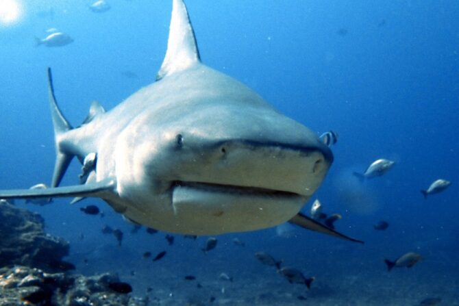 A bull shark approaching the camera underwater.