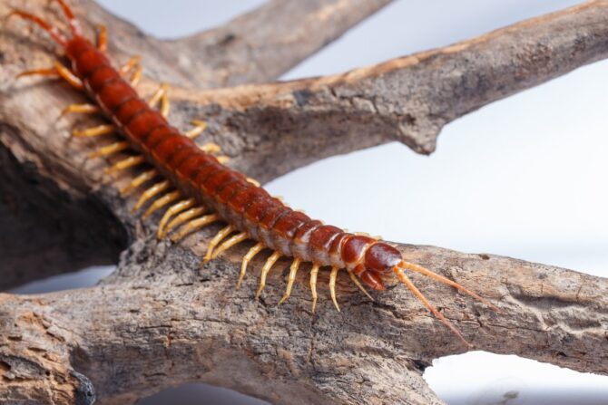 A centipede crawling on a tree.