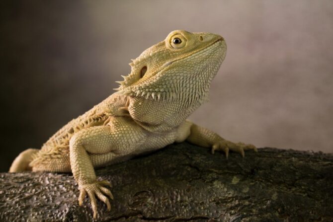 A close-up photo of a lizard.