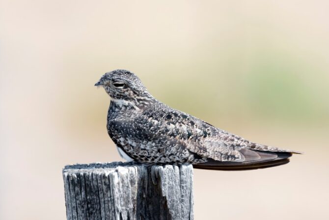 A common nighthawk sitting on a wooden post.