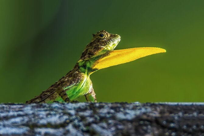 A draco lizard