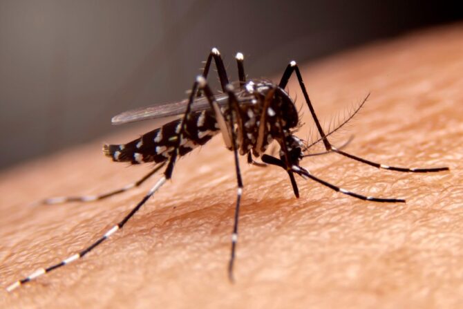 A female mosquito sucking blood from a human.