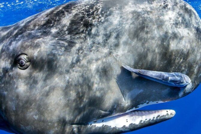 A fish swimming close to the mouth of a sperm whale.