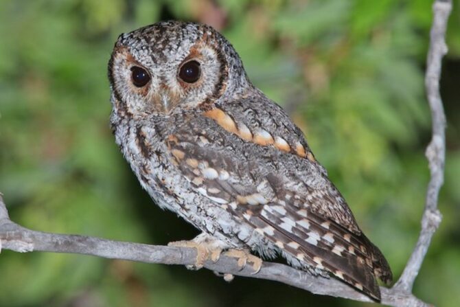 A flammulated owl perched on a tree branch.