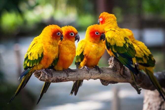 A flock of conures perched on a tree branch.