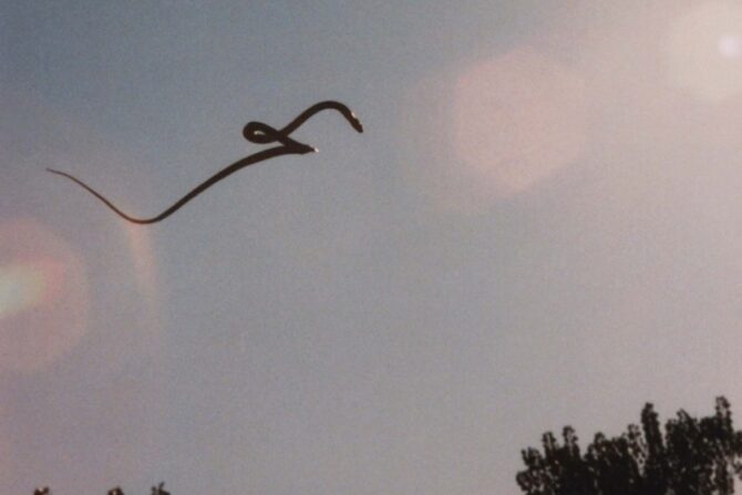 A flying snake gliding in the air.