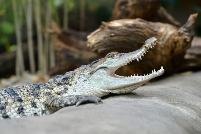 A freshwater crocodile on the beach with its jaws open.