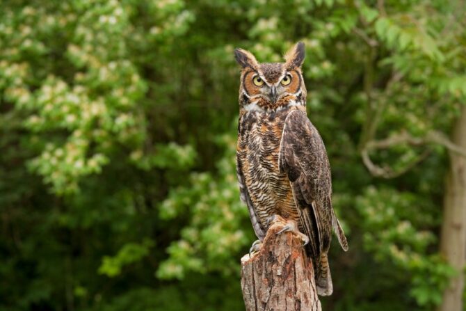 A great horned owl perched on a tree stump.