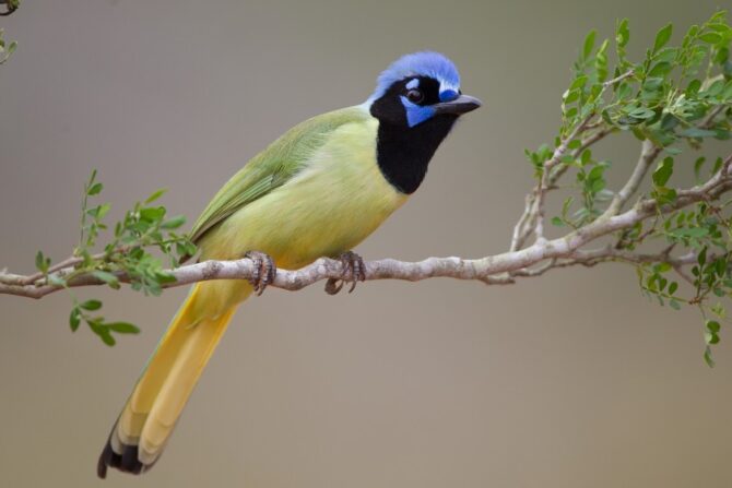 A green jay perched on a tree branch.