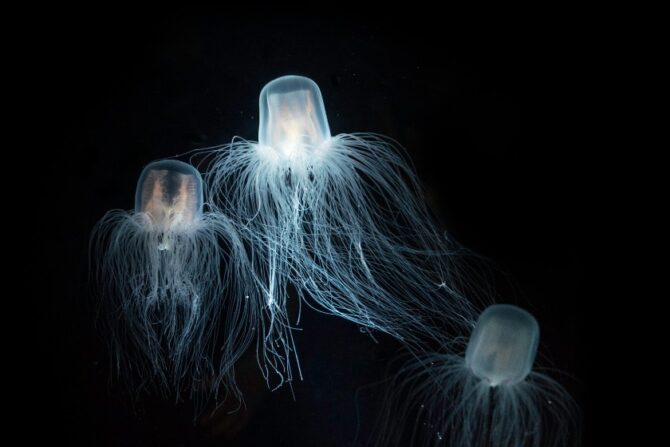 A group of box jellyfishes.