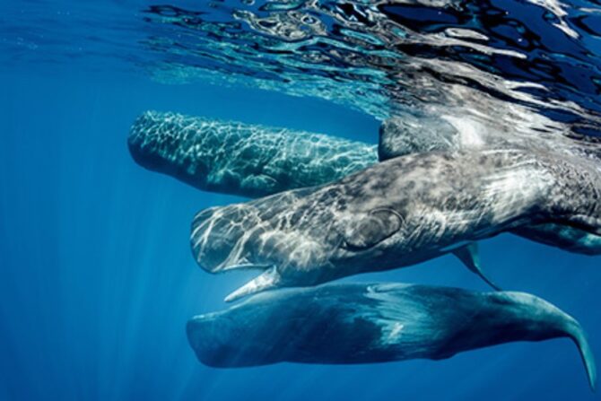 A group of sperm whales in the ocean