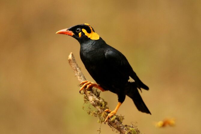 A hill myna perched on a wooden branch.
