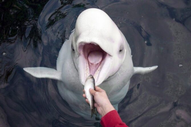 A human feeding a young beluga whale.