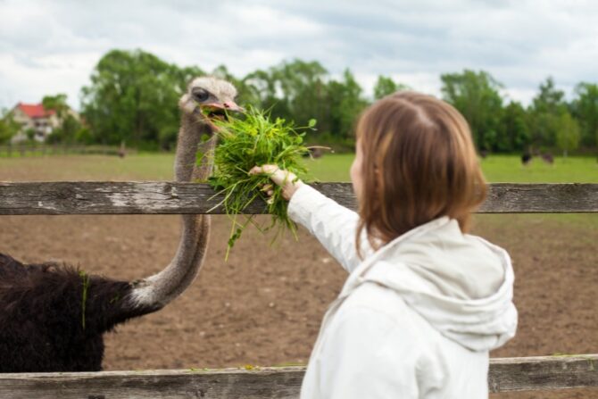 A human feeding an ostrich some plants.