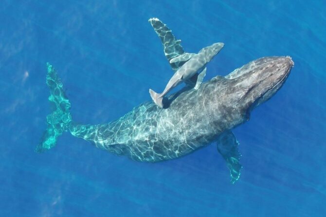 A humpback whale nursing its calf.