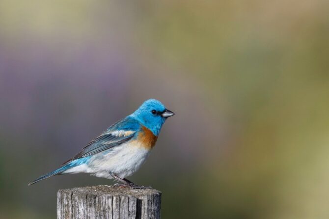 A lazuli bunting standing on a wooden post.