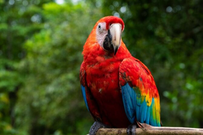 A macaw perched on a branch.