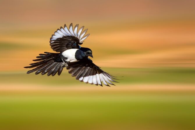 A magpie flying swiftly.
