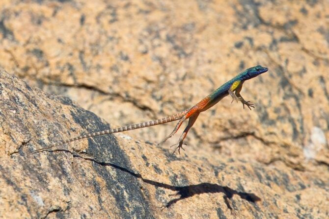 A male augrabies lizard leaping to catch an insect.