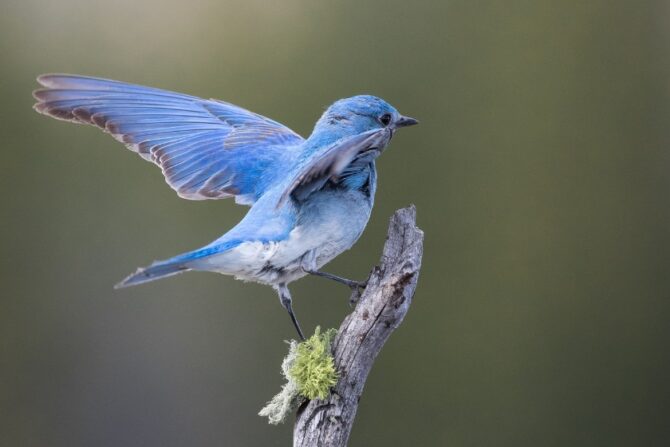 A mountain bluebird standing on a tree branch with its wings open.