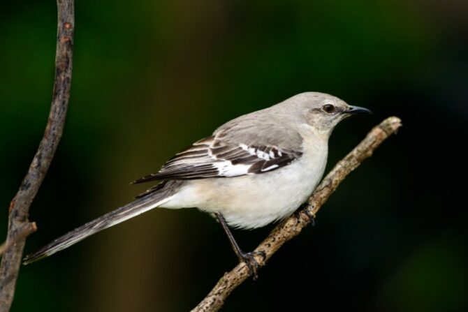 A northern mockingbird perched on a tree branch.