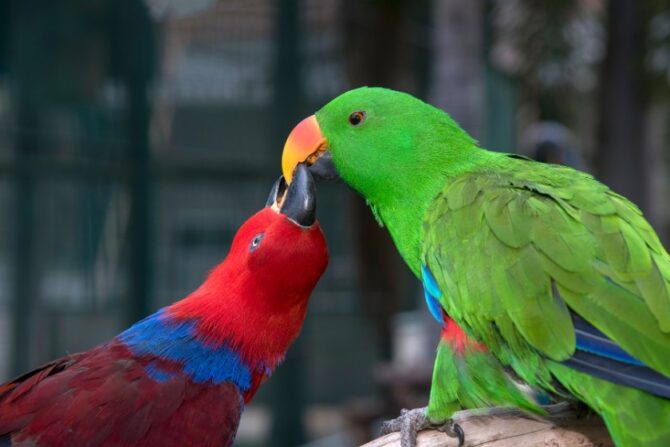 A pair of amazon parrots.