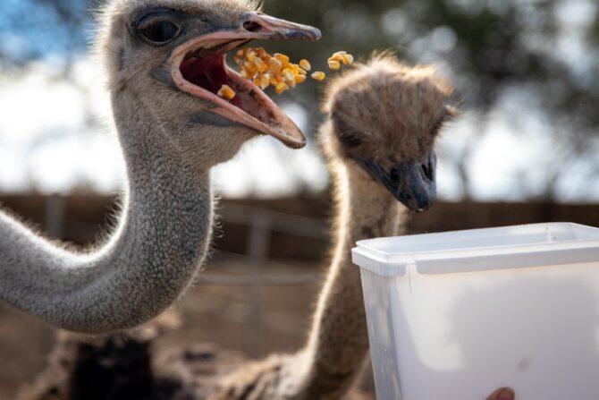 A pair of ostriches eating some seeds.
