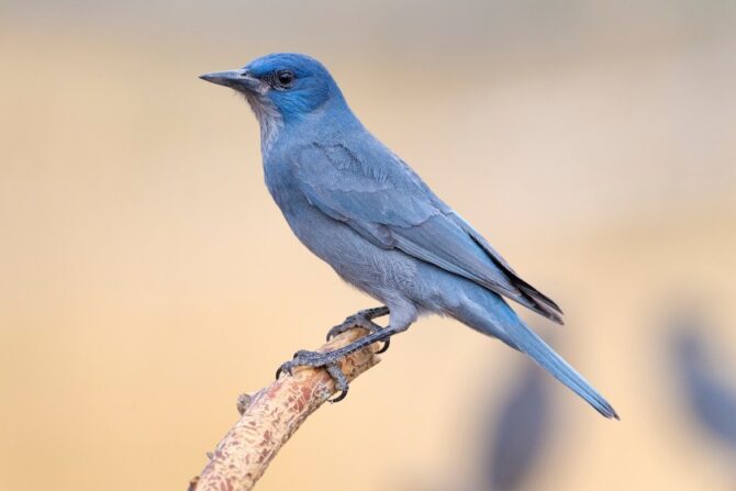 A pinyon jay perched on a tree branch.