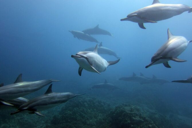 A pod of hawaiian spinner dolphins.