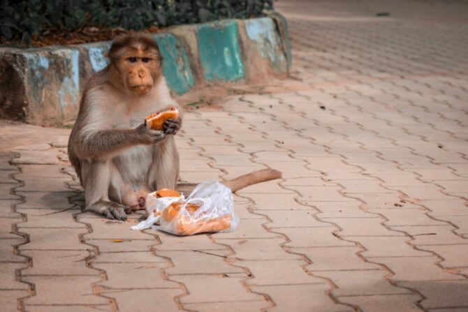 A rhesus macaque eating in a residential area