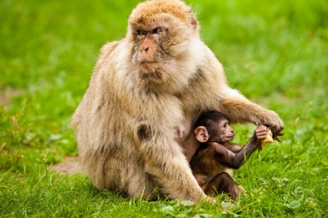 A rhesus macaque with its young.