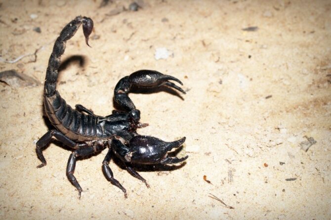 A scorpion ready to strike.