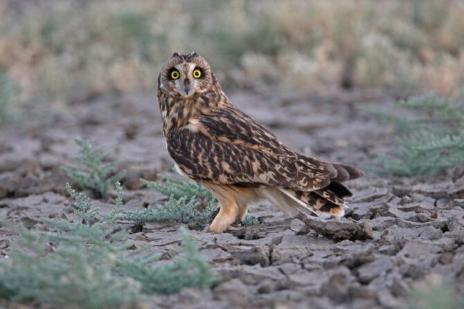 A short-eared owl on the ground.