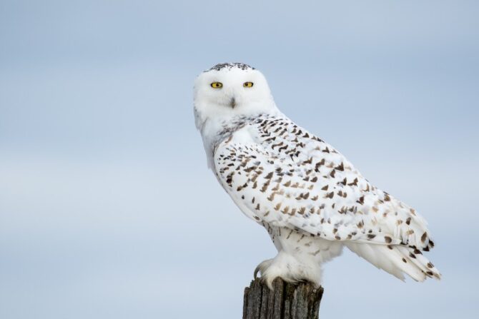 A snowy owl perched on a wooden post.