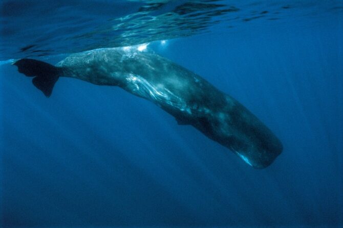 A sperm whale swimming in the ocean.