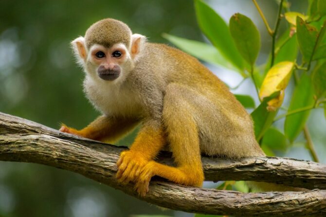 A squirrel monkey perched on a tree branch