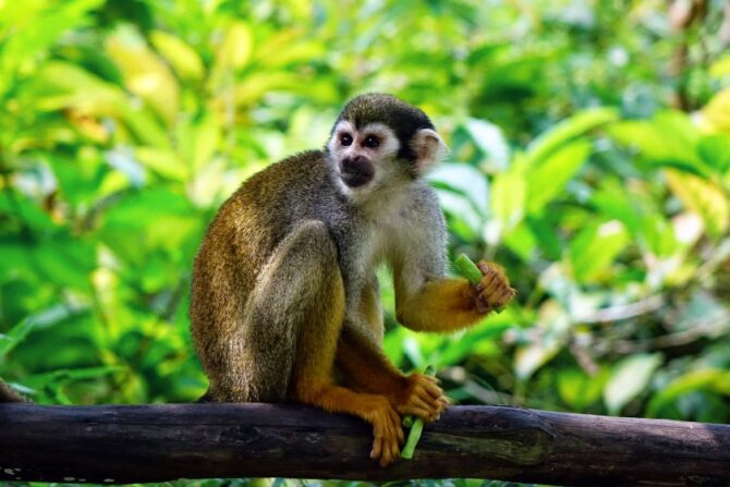A squirrel monkey sitting and eating a plant on a tree branch.