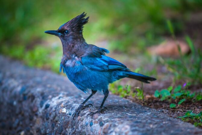 A steller's jay standing on a curb.