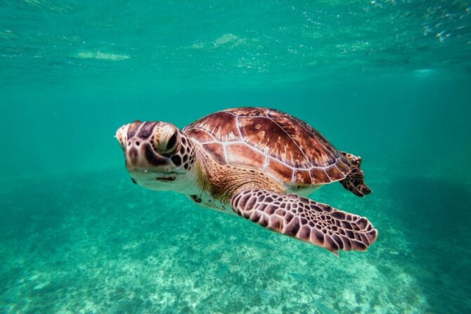 A turtle swimming in the ocean.