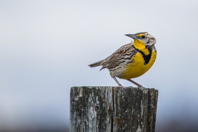 A western meadowlark perched on a wooden post.