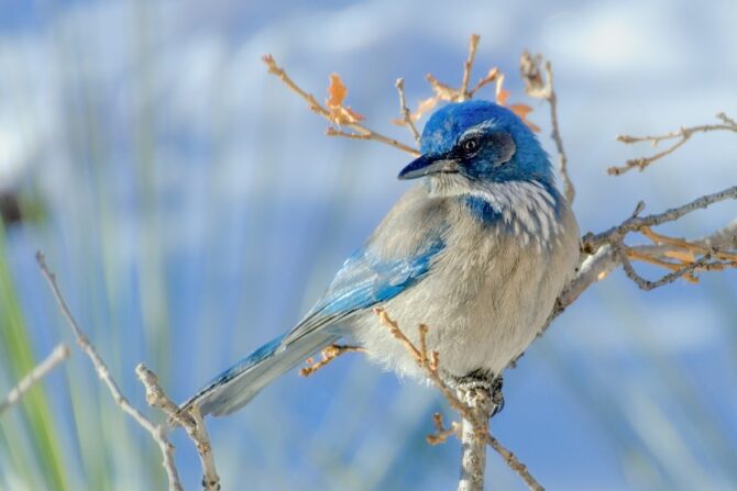 A woodhouse’s scrub jay perched on a tree branch.