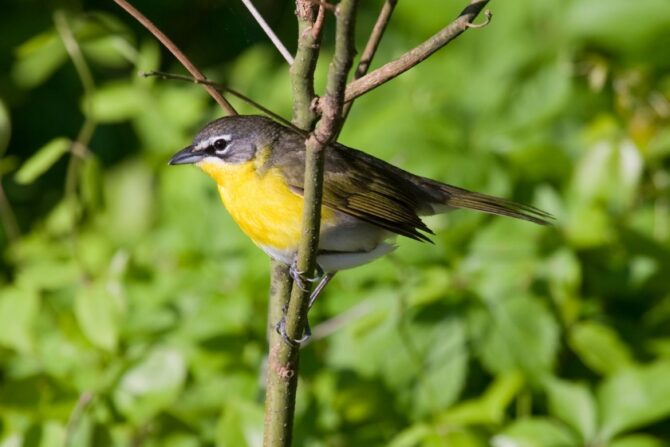 A yellow-breasted chat perched on a tree branch.