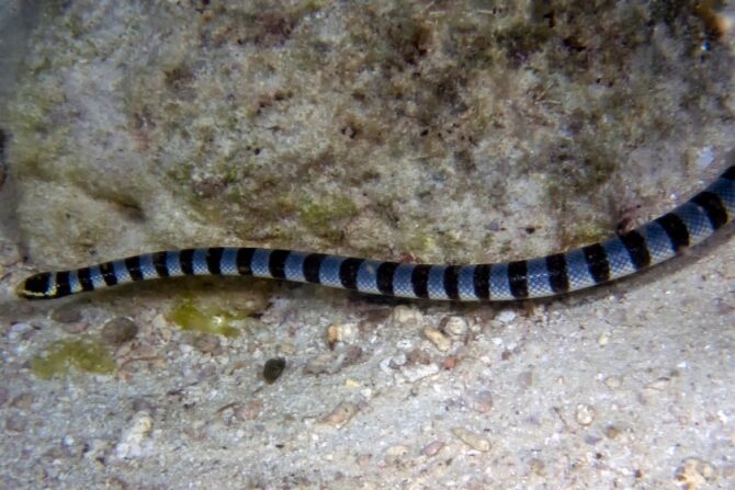 A yellow-lipped sea krait slithering across the seabed.