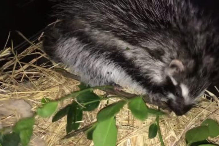 African Crested Rat The Most Poisonous Rodent In The World